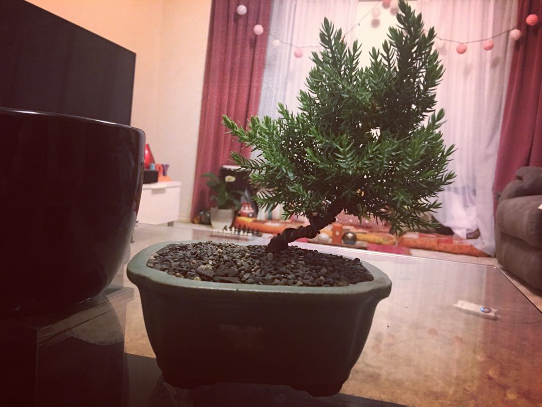 Lessons from a Bonsai
